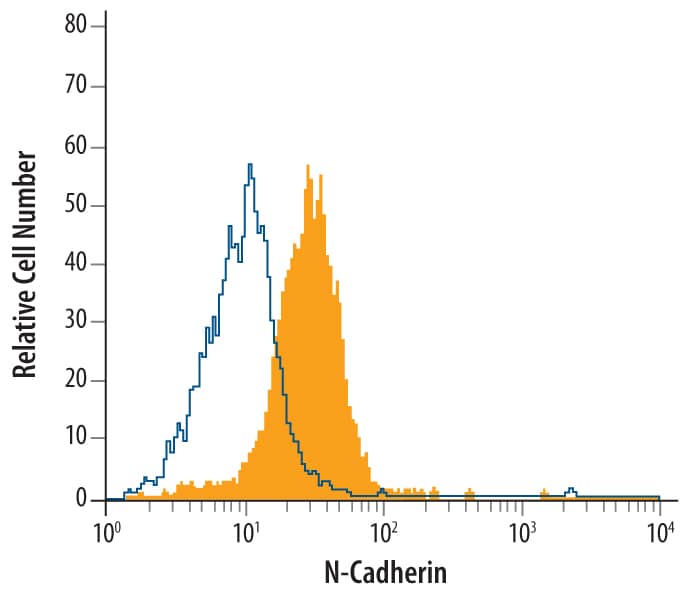 HeLa human cervical epithelial carcinoma cell line was stained with Mouse Anti-Human N‑Cadherin Monoclonal Antibody (Catalog # MAB13881, filled histogram) or isotype control antibody mouse IgM (open histogram), followed by Phycoerythrin-conjugated Anti-Mouse IgM Secondary Antibody (Catalog # F0116).