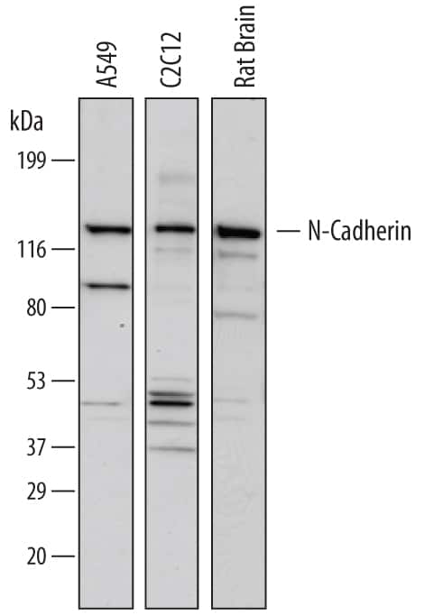 Western blot shows lysates of A549 human lung carcinoma cell line, C2C12 mouse myoblast cell line, and rat brain tissue. PVDF membrane was probed with 1 µg/mL of Mouse Anti-Human N-Cadherin Monoclonal Antibody (Catalog # MAB13881) followed by HRP-conjugated Anti-Mouse IgG Secondary Antibody (Catalog # HAF007). A specific band was detected for N-Cadherin at approximately 130 kDa (as indicated). This experiment was conducted under reducing conditions and using Immunoblot Buffer Group 1.