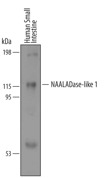 Western blot shows lysates of human small intestine. PVDF membrane was probed with 1 µg/mL of Sheep Anti-Human NAALADase-like 1/NAALADL1 Antigen Affinity-purified Polyclonal Antibody (Catalog # AF5467) followed by HRP-conjugated Anti-Sheep IgG Secondary Antibody (Catalog # HAF016). A specific band was detected for NAALADase-like 1/NAALADL1 at approximately 115 kDa (as indicated). This experiment was conducted under reducing conditions and using Immunoblot Buffer Group 8.