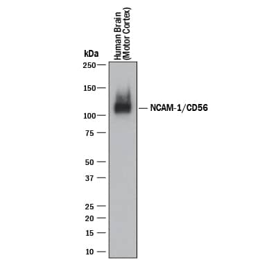 Western blot shows lysates of human brain (motor cortex) tissue. PVDF membrane was probed with 0.5 µg/mL of Rabbit Anti-Human NCAM-1/CD56 Monoclonal Antibody (Catalog # MAB24086) followed by HRP-conjugated Anti-Rabbit IgG Secondary Antibody (Catalog # HAF008). A specific band was detected for NCAM-1/CD56 at approximately 140 kDa (as indicated). This experiment was conducted under reducing conditions and using Immunoblot Buffer Group 1.