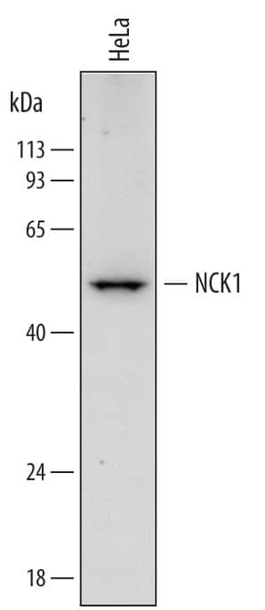 Western blot shows lysates of HeLa human cervical epithelial carcinoma cell line. PVDF membrane was probed with 1 µg/mL of Goat Anti-Human NCK1 Antigen Affinity-purified Polyclonal Antibody (Catalog # AF7008) followed by HRP-conjugated Anti-Goat IgG Secondary Antibody (Catalog # HAF017). A specific band was detected for NCK1 at approximately 50 kDa (as indicated). This experiment was conducted under reducing conditions and using Immunoblot Buffer Group 1.