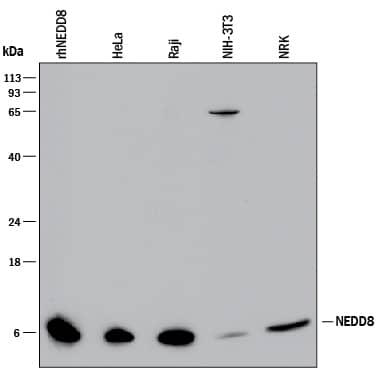 Western blot shows lysates of Recombinant Human NEDD8, HeLa human cervical epithelial carcinoma cell line, Raji human Burkitt's lymphoma cell line, NIH-3T3 mouse embryonic fibroblast cell line, and NRK rat normal kidney cell line. PVDF membrane was probed with 2 µg/mL of Sheep Anti-Human/Mouse/Rat NEDD8 Antigen Affinity-purified Polyclonal Antibody (Catalog # AF4936) followed by HRP-conjugated Anti-Sheep IgG Secondary Antibody (Catalog # HAF016). A specific band was detected for NEDD8 at approximately 6 kDa (as indicated). This experiment was conducted under reducing conditions and using Immunoblot Buffer Group 1.