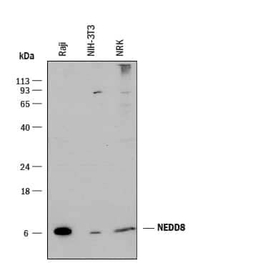 Western blot shows lysates of Raji human Burkitt's lymphoma cell line, NIH-3T3 mouse embryonic fibroblast cell line, and NRK rat normal kidney cell line. PVDF membrane was probed with 2 µg/mL of Rat Anti-Human/Mouse/Rat NEDD8 Monoclonal Antibody (Catalog # MAB49361) followed by HRP-conjugated Anti-Rat IgG Secondary Antibody (Catalog # HAF005). A specific band was detected for NEDD8 at approximately 6 kDa (as indicated). This experiment was conducted under reducing conditions and using Immunoblot Buffer Group 1.