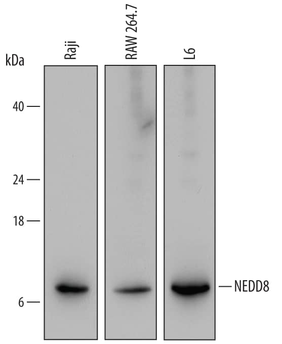 Western blot shows lysates of Raji human Burkitt's lymphoma cell line, RAW 264.7 mouse monocyte/macrophage cell line, and L6 rat myoblast cell line. PVDF Membrane was probed with 0.25 µg/mL of Mouse Anti-Human/Mouse/Rat NEDD8 Monoclonal Antibody (Catalog # MAB4936) followed by HRP-conjugated Anti-Mouse IgG Secondary Antibody (Catalog # HAF007). A specific band was detected for NEDD8 at approximately 8 kDa (as indicated). This experiment was conducted under reducing conditions and using Immunoblot Buffer Group 2.