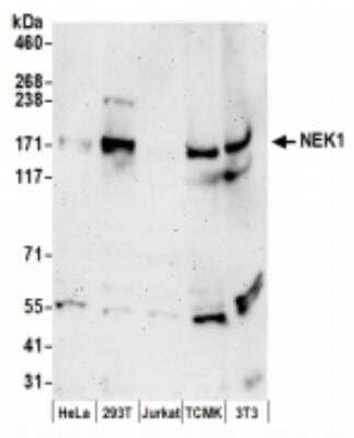 NEK1 Antibody (NBP2-36534): Novus Biologicals