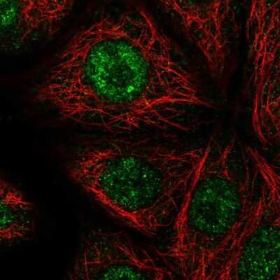 Immunocytochemistry/Immunofluorescence: NELF Antibody [NBP1-92175] - Immunofluorescent staining of human cell line MCF7 shows localization to nucleoplasm.