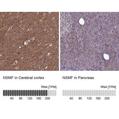 Immunohistochemistry-Paraffin: NELF Antibody [NBP1-92175] - Staining in human cerebral cortex and pancreas tissues using anti-NSMF antibody. Corresponding NSMF RNA-seq data are presented for the same tissues.