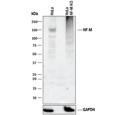 Western blot shows lysates of HeLa human cervical epithelial carcinoma parental cell line and NF-M knockout HeLa cell line (KO). PVDF membrane was probed with 1 µg/mL of Sheep Anti-Human NF-M Antigen Affinity-purified Polyclonal Antibody (Catalog # AF3029) followed by HRP-conjugated Anti-Sheep IgG Secondary Antibody (Catalog # HAF016). A specific band was detected for NF-M at approximately 155 kDa (as indicated) in the parental HeLa cell line, but is not detectable in knockout HeLa cell line. GAPDH (Catalog # AF5718) is shown as a loading control. This experiment was conducted under reducing conditions and using Immunoblot Buffer Group 1.