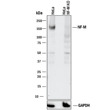 Western blot shows lysates of HeLa human cervical epithelial carcinoma parental cell line and NF-M knockout HeLa cell line (KO). PVDF membrane was probed with 2 µg/mL of Mouse Anti-Human NF-M Monoclonal Antibody (Catalog # MAB3029) followed by HRP-conjugated Anti-Mouse IgG Secondary Antibody (Catalog # HAF018). A specific band was detected for NF-M at approximately 155 kDa (as indicated) in the parental HeLa cell line, but is not detectable in knockout HeLa cell line. GAPDH (Catalog # MAB5718) is shown as a loading control. This experiment was conducted under reducing conditions and using Immunoblot Buffer Group 1.