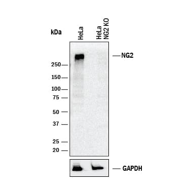 <b>Genetic Strategies Validation. </b>Western blot shows lysates of HeLa human cervical epithelial carcinoma parental cell line and NG2/MCSP knockout HeLa cell line (KO). PVDF membrane was probed with 0.5 µg/mL of Goat Anti-Human NG2/MCSP Antigen Affinity-purified Polyclonal Antibody (Catalog # AF2585) followed by HRP-conjugated Anti-Goat IgG Secondary Antibody (Catalog # HAF017). A specific band was detected for NG2/MCSP at approximately 300 kDa (as indicated) in the parental HeLa cell line, but is not detectable in knockout HeLa cell line. GAPDH (Catalog # AF5718) is shown as a loading control. This experiment was conducted under reducing conditions and using Immunoblot Buffer Group 1.