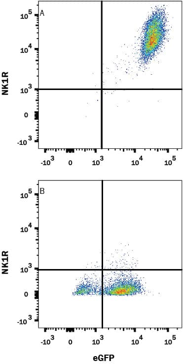 HEK293 human embryonic kidney cell line transfected with (A) human NK1R or (B) irrelevant protein, and eGFP was stained with Mouse Anti-Human NK1R PE-conjugated Monoclonal Antibody (Catalog # FAB66871P) or Mouse IgG3PE-conjugated Isotype Control (Catalog # IC007P, data not shown). View our protocol for Staining Membrane-associated Proteins.