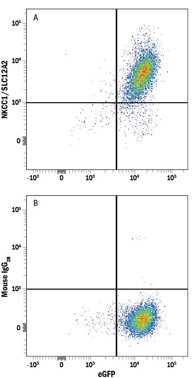 HEK293 human embryonic kidney cell line transfected with human NKCC1/SLC12A2 and eGFP was stained with either (A) Mouse Anti-Human NKCC1/SLC12A2 Monoclonal Antibody (Catalog # MAB8528) or (B) Mouse IgG2B Flow Cytometry Isotype Control (Catalog # MAB0041) followed by Allophycocyanin-conjugated Anti-Mouse IgG Secondary Antibody (Catalog # F0101B). 