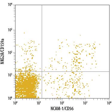 Human peripheral blood lymphocytes were stained with Mouse Anti-Human NKG2A/CD159a APC-conjugated Mono-clonal Antibody (Catalog # FAB1059A) and Mouse Anti-Human NCAM-1/CD56 PE-conjugated Monoclonal Antibody (Catalog # FAB2408P). Quadrant markers were set based on isotype control antibody staining (Catalog # IC003A). View our protocol for Staining Membrane-associated Proteins.