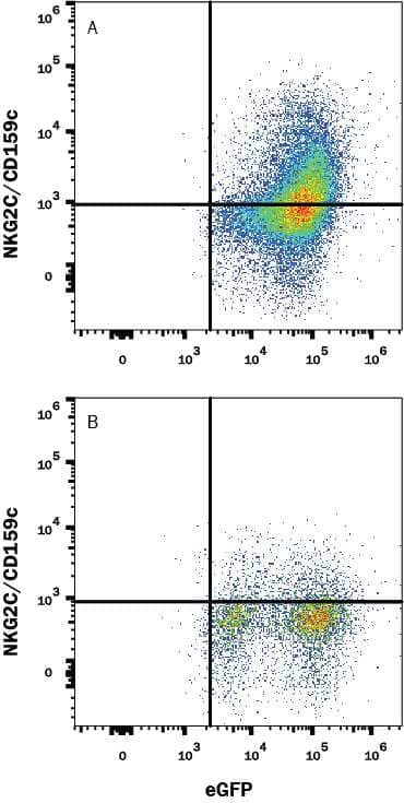 HEK293 human embryonic kidney cell line transfected with either (A) mouse NKG2C/CD159c or (B) mouse NKG2A/CD159a and eGFP was stained with Rabbit Anti-Mouse NKG2c/CD159c Alexa Fluor® 647-conjugated Monoclonal Antibody (Catalog # FAB1382R). Quadrant markers were set based on control antibody staining (Catalog # FAB1050R). View our protocol for Staining Membrane-associated Proteins.