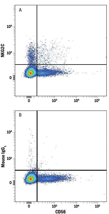 Human peripheral blood mononuclear cell (PBMC) lymphocytes were stained with Mouse Anti-Human NCAM-1/CD56 PE-conjugated Monoclonal Antibody (Catalog # FAB2408P) and either (A) Mouse Anti-Human NKG2C/CD159c Alexa Fluor® 488-conjugated Monoclonal Antibody (Catalog # FAB138G) or (B) Mouse IgG1Alexa Fluor 488 Isotype Control (Catalog # IC002G). View our protocol for Staining Membrane-associated Proteins.