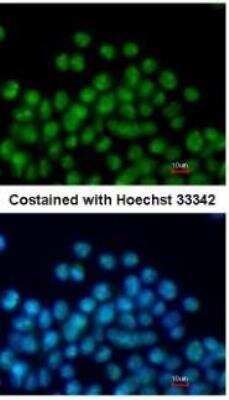 Immunocytochemistry/Immunofluorescence: NKX2.5 Antibody [NBP1-31558] - Paraformaldehyde-fixed mouse ESC D3, using antibody at 1:200 dilution.
