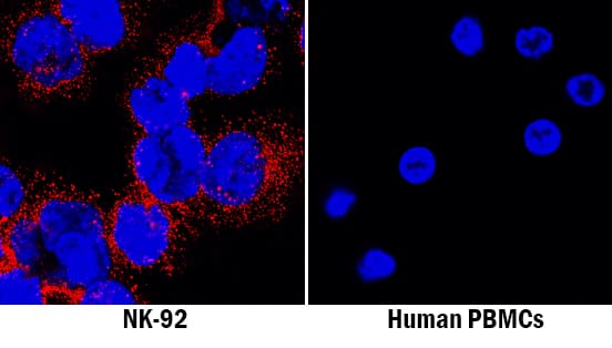 NKp44/NCR2 was detected in immersion fixed NK-92 human natural killer lymphoma cell line (positive staining) and human peripheral blood mononuclear cells (PBMCs; negative staining) using Mouse Anti-Human NKp44/NCR2 Monoclonal Antibody (Catalog # MAB22492) at 8 µg/mL for 3 hours at room temperature. Cells were stained using the NorthernLights™ 557-conjugated Anti-Mouse IgG Secondary Antibody (red; Catalog # NL007) and counterstained with DAPI (blue). Specific staining was localized to cytoplasm. View our protocol for Fluorescent ICC Staining of Non-adherent Cells.