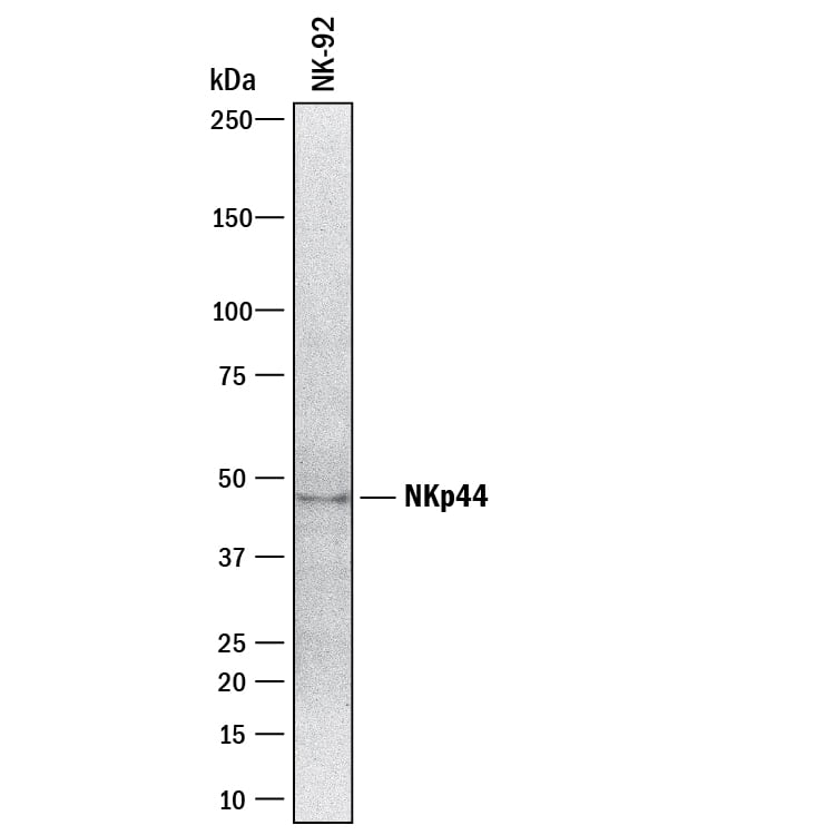 Western blot shows lysates of NK-92 human natural killer lymphoma cell line. PVDF membrane was probed with 2 µg/mL of Mouse Anti-Human NKp44/NCR2 Monoclonal Antibody (Catalog # MAB2249) followed by HRP-conjugated Anti-Mouse IgG Secondary Antibody (Catalog # HAF018). A specific band was detected for NKp44/NCR2 at approximately 44 kDa (as indicated). This experiment was conducted under reducing conditions and using Immunoblot Buffer Group 3.