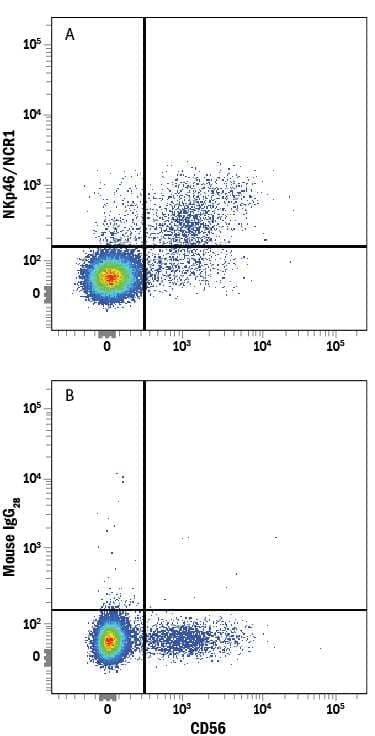 Human peripheral blood mononuclear cells (PBMCs) were stained with Mouse Anti-Human NCAM-1/CD56 PE-conjugated Monoclonal Antibody (Catalog # FAB2408P) and either (A) Mouse Anti-Human NKp46/NCR1 Fluorescein-conjugated Monoclonal Antibody (Catalog # FAB1850F) or (B) Mouse IgG2BFluorescein Isotype Control (Catalog # IC0041F). View our protocol for Staining Membrane-associated Proteins.