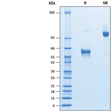 2 μg/lane of Recombinant Human NKp65/KLRF2 Fc Chimera (Catalog # 10371-NK) was  resolved with SDS-PAGE under reducing (R) and non-reducing (NR)  conditions and visualized by Coomassie® Blue staining, showing bands at 50-65 kDa and 100-130 kDa, respectively.