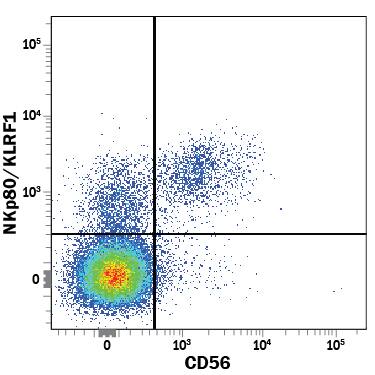 Human peripheral blood mononuclear cells (PBMCs) were stained with Rat Anti-Human NKp80/KLRF1 APC-conjugated Monoclonal Antibody (Catalog # FAB1900A) and Mouse Anti-Human NCAM-1/CD56 PE-conjugated Monoclonal Antibody (Catalog # FAB2408P). View our protocol for Staining Membrane-associated Proteins.
