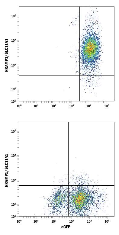 HEK293 human embryonic kidney cell line transfected with (A) human NRAMP1/SLC11A1 or (B) irrelevant transfectants and eGFP was stained with Mouse Anti-Human NRAMP1/SLC11A1 APC-conjugated Monoclonal Antibody (Catalog # FAB8400A). Quadrant markers were set based on control antibody staining (Catalog # IC0041A). View our protocol for Staining Membrane-associated Proteins.