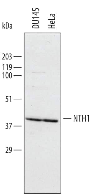 Western blot shows lysates of DU145 human prostate carcinoma cell line and HeLa human cervical epithelial carcinoma cell line. PVDF membrane was probed with 0.5 µg/mL of Human NTH1 Antigen Affinity-purified Polyclonal Antibody (Catalog # AF2675) followed by HRP-conjugated Anti-Goat IgG Secondary Antibody (Catalog # HAF017). A specific band was detected for NTH1 at approximately 40 kDa (as indicated). This experiment was conducted under reducing conditions and using Immunoblot Buffer Group 1.