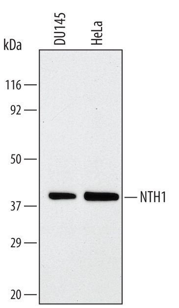 Western blot shows lysates of DU145 human prostate carcinoma cell line and HeLa human cervical epithelial carcinoma cell line. PVDF membrane was probed with 1 µg/mL of Human NTH1 Monoclonal Antibody (Catalog # MAB2675) followed by HRP-conjugated Anti-Mouse IgG Secondary Antibody (HAF007). A specific band was detected for NTH1 at approximately 38 kDa (as indicated). This experiment was conducted under reducing conditions and using Immunoblot Buffer Group 1.