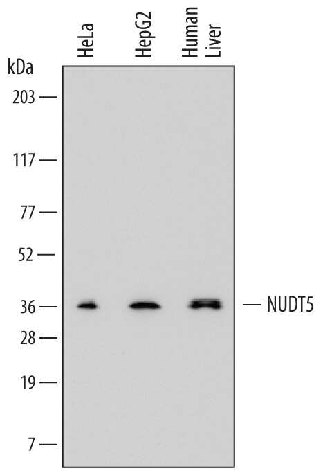 Western Blot ADP-Sugar Pyrophosphatase/NUDT5 Antibody (739044)