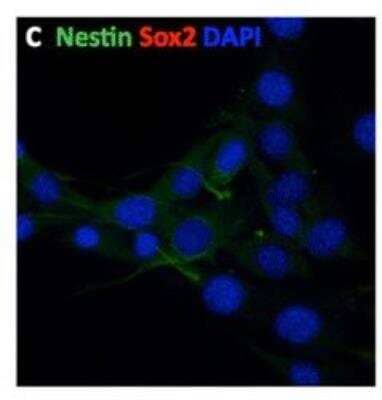 Immunocytochemistry/Immunofluorescence: Nestin Antibody [NB100-1604] - Characterization of MSCmix and NCSCmix isolated from the bone marrow of adult Wnt1-CRE/R26R-LacZ mice. MSCmix are adherent fibroblast-like cells, do not express  Sox2 c (red), slightly express Nestin (c) (green). Scale bar = 20 um. MSC mesenchymal stem cell. Image collected and cropped by CiteAb from the following publication (//stemcellres.com/content/6/1/211) licensed under a CC-BY licence.