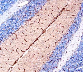 Immunohistochemistry Netrin-4 Antibody