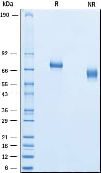 2 μg/lane of Recombinant Human Netrin‑G1a was resolved with SDS-PAGE underreducing (R) and non-reducing (NR) conditions and visualized by Coomassie® Bluestaining, showing bands at 69-76 kDa and 55- 66 kDa, respectively.