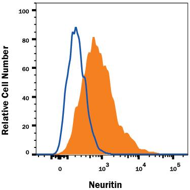 HepG2 human hepatocellular carcinoma cell line was stained with Mouse Anti-Human Neuritin Alexa Fluor® 647-conjugated Monoclonal Antibody (Catalog # FAB283R, filled histogram) or isotype control antibody (Catalog # IC0041R, open histogram). View our protocol for Staining Membrane-associated Proteins.