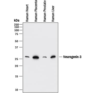 Western blot shows lysates of human heart tissue, human placenta tissue, human prostate tissue, and human liver tissue. PVDF membrane was probed with 1 µg/mL of Mouse Anti-Human Neurogenin-3 Monoclonal Antibody (Catalog # MAB3444) followed by HRP-conjugated Anti-Mouse IgG Secondary Antibody (Catalog # HAF018). A specific band was detected for Neurogenin-3 at approximately 27 kDa (as indicated). This experiment was conducted under reducing conditions and using Immunoblot Buffer Group 1.