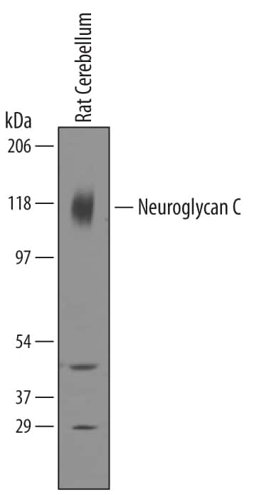 Western Blot Neuroglycan C/CSPG5 Antibody