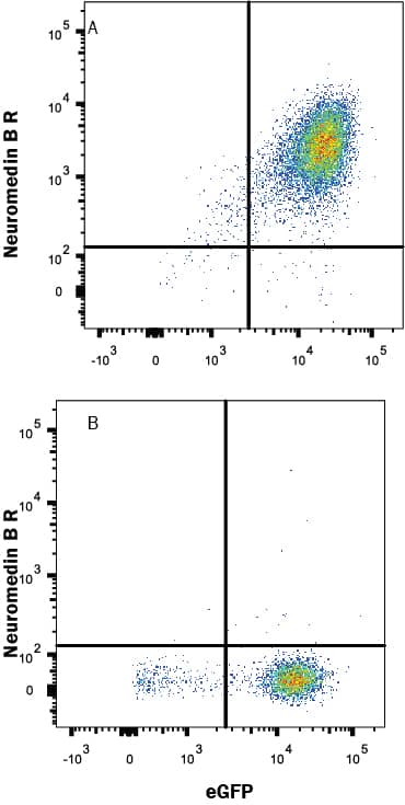 HEK293 human embryonic kidney cell line transfected with either (A) Neuromedin B R/NMBR or (B) irrelevant protein and eGFP was stained with Mouse Anti-Human Neuromedin B R/NMBR Monoclonal Antibody (Catalog # MAB4728) followed by Allophycocyanin-conjugated Anti-Mouse IgG Secondary Antibody (Catalog # F0101B). Quadrant markers were set based on control antibody staining (Catalog # MAB003). View our protocol for Staining Membrane-associated Proteins.