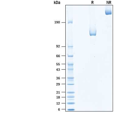 2 µg/lane of Recombinant Human Neuropilin-1 Fc Chimera (Catalog # 10455-N1) was resolved by SDS-PAGE under reducing (R) and non-reducing (NR) conditions and visualized by Coomassie® Blue staining, showing bands at kDa.