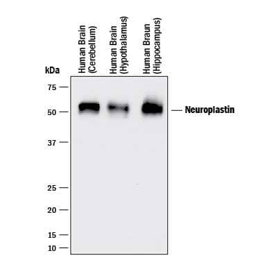 Western blot shows lysates of human brain (cerebellum, hypothalamus, and hippocampus) tissue. PVDF membrane was probed with 0.2 µg/mL of Sheep Anti-Human Neuroplastin Isoform 1 Antigen Affinity-purified Polyclonal Antibody (Catalog # AF5174) followed by HRP-conjugated Anti-Sheep IgG Secondary Antibody (Catalog # HAF016). A specific band was detected for Neuroplastin at approximately 55 kDa (as indicated). This experiment was conducted under reducing conditions and using Immunoblot Buffer Group 1.