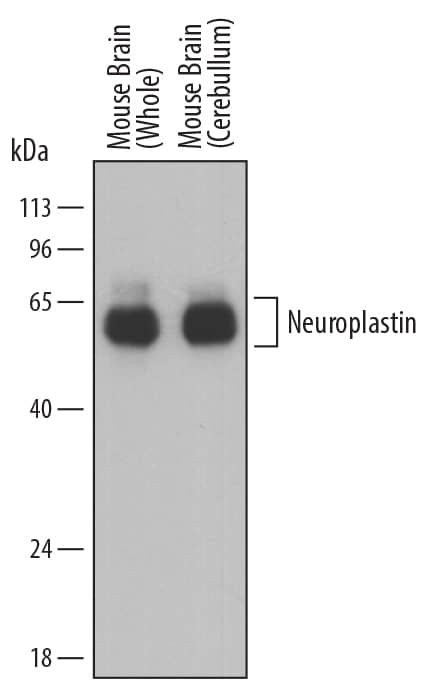 Western blot shows lysates of mouse brain (whole) tissue and mouse brain (cerebellum) tissue. PVDF membrane was probed with 0.05 µg/mL of Sheep Anti-Mouse Neuroplastin Antigen Affinity-purified Polyclonal Antibody (Catalog # AF7818) followed by HRP-conjugated Anti-Sheep IgG Secondary Antibody (Catalog # HAF016). A specific band was detected for Neuroplastin at approximately 55-65 kDa (as indicated). This experiment was conducted under reducing conditions and using Immunoblot Buffer Group 1.