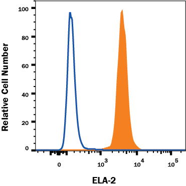 THP-1 human acute monocytic leukemia cell line treated with 3 µM monensin for 3 hours was stained with Mouse Anti-Human Neutrophil Elastase/ELA2 Alexa Fluor® 647-conjugated Monoclonal Antibody (Catalog # IC91671R, filled histogram) or isotype control antibody (Catalog # IC002R, open histogram). To facilitate intracellular staining, cells were fixed with Flow Cytometry Fixation Buffer (Catalog # FC004) and permeabilized with Flow Cytometry Permeabilization/Wash Buffer I (Catalog # FC005). View our protocol for Staining Membrane-associated Proteins.