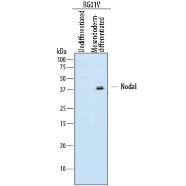 Western blot shows lysates of undifferentiated or mesendoderm-differentiated BG01V human embryonic stem cells. PVDF membrane was probed with 2 µg/mL of Mouse Anti-Human Nodal Monoclonal Antibody (Catalog # MAB3218) followed by HRP-conjugated Anti-Mouse IgG Secondary Antibody (Catalog # HAF007). A specific band was detected for Nodal at approximately 35-47 kDa (as indicated). This experiment was conducted under reducing conditions and using Immunoblot Buffer Group 1.