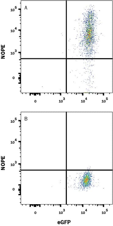 HEK293 human embryonic kidney cell line transfected with either (A) human Nope or (B) irrelevant protein and eGFP was stained with Rabbit Anti-Human Nope/IGDCC4 Monoclonal Antibody (Catalog # MAB10345) followed by Allophycocyanin-conjugated Anti-Rabbit IgG Secondary Antibody (Catalog # F0111). Quadrant markers were set based on control antibody staining (Catalog # MAB1050). View our protocol for Staining Membrane-associated Proteins.