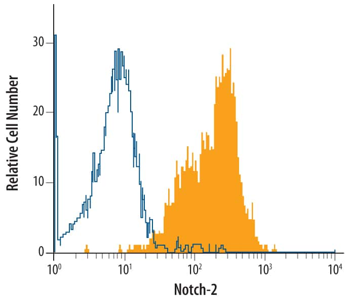 NTera‑2 human testicular embryonic carcinoma cell line was stained with Human Notch‑2 Monoclonal Antibody (Catalog # MAB37351, filled histogram) or isotype control antibody (Catalog # MAB002, open histogram), followed by Phycoerythrin-conjugated Anti-Mouse IgG F(ab')2 Secondary Antibody (Catalog # F0102B).