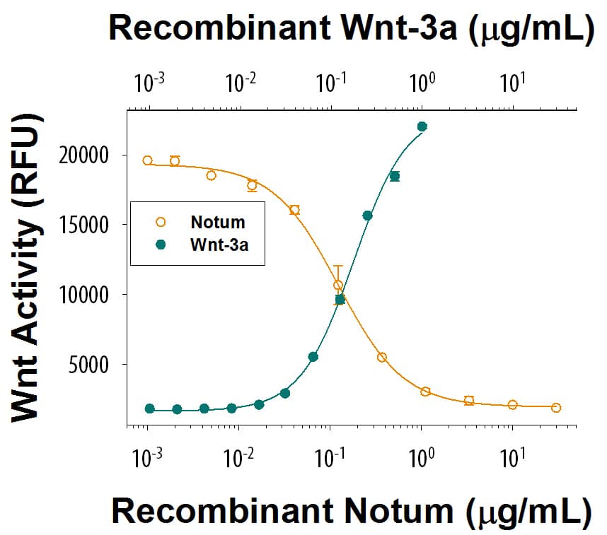 Recombinant Human Wnt-3a shows a dose responsive increase in Wnt reporter activity in HEK293 cells (green line). Recombinant Human Notum (Catalog # 9118-NM) inhibits a constant dose of 0.5 μg/mL Recombinant Human Wnt-3a (Catalog # 5036-WN). The ED50 is 0.1-0.6 µg/mL (orange line).