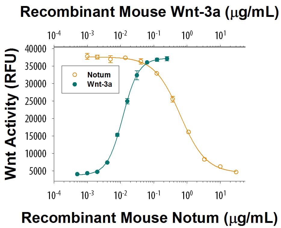 RecombinantMouse Wnt-3a shows a dose responsive increase in Wnt reporter activity inHEK293 cells (green line). Recombinant Mouse Notum (Catalog #9150-NO)inhibits a constant dose of 0.1 µg/mL     Recombinant  Mouse Wnt-3a (Catalog # 1324-WN) . The ED50 is 0.2-1.2 µg/mL (orange line).