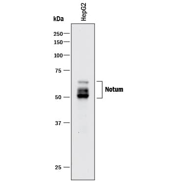 Western blot shows lysates of HepG2 human hepatocellular carcinoma cell line. PVDF membrane was probed with 2 µg/mL of Mouse Anti-Human Notum Monoclonal Antibody (Catalog # MAB9356) followed by HRP-conjugated Anti-Mouse IgG Secondary Antibody (Catalog # HAF018). Specific bands were detected for Notum at approximately 50-60 kDa (as indicated). This experiment was conducted under reducing conditions and using Immunoblot Buffer Group 1.