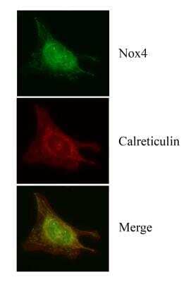 Immunocytochemistry/Immunofluorescence: Nox4 Antibody [NB110-58851] - HeLa cells were fixed in 10% buffered formalin for 10 min and permeabilized in 0.1% Triton X-100 in PBS for 10 min. Cells were incubated with antibodies to Nox4 (NB110-58851) and the ER marker Calreticulin (NBP1-47518), each at 20 ug/ml for 1 hour at room temperature.  The coverslips were washed 3x in PBS and incubated with Alexa-Fluor 488 anti-rabbit secondary antibody. (green) and DyLight 550 anti-mouse secondary antibody.  The merged image shows the co-localization of Nox4 and Calreticulin in the ER.