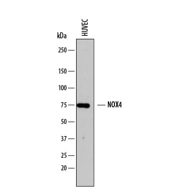 Western Blot Nox4 Antibody [Unconjugated]