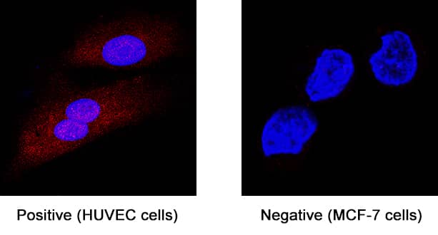 Nox4 was detected in immersion fixed human umbilical vein endothelial cells (HUVECs; left panel) using Mouse Anti-Human Nox4 Monoclonal Antibody (Catalog # MAB8158) at 8 µg/mL for 3 hours at room temperature. Cells were stained using the NorthernLights™ 557-conjugated Anti-Mouse IgG Secondary Antibody (red; Catalog # NL007) and counterstained with DAPI (blue). Specific staining was localized to cytoplasm and nuclei. MCF-7 human breast cancer cell line is shown as negative staining (right panel). View our protocol for Fluorescent ICC Staining of Cells on Coverslips.