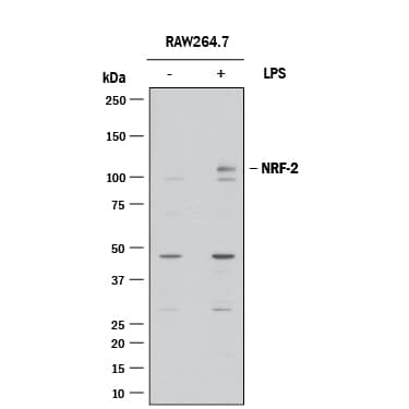 Western blot shows lysates of RAW 264.7 mouse monocyte/macrophage cell line untreated (-) or treated (+) with 10 µg/mL LPS for 4 hours. PVDF membrane was probed with 2 µg/mL of Goat Anti-Human/Mouse Nrf2 Antigen Affinity-purified Polyclonal Antibody (Catalog # AF3925) followed by HRP-conjugated Anti-Goat IgG Secondary Antibody (Catalog # HAF017). A specific band was detected for Nrf2 at approximately 115 kDa (as indicated). This experiment was conducted under reducing conditions and using Immunoblot Buffer Group 1.